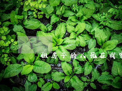  租房子的人死在我家怎么處理？